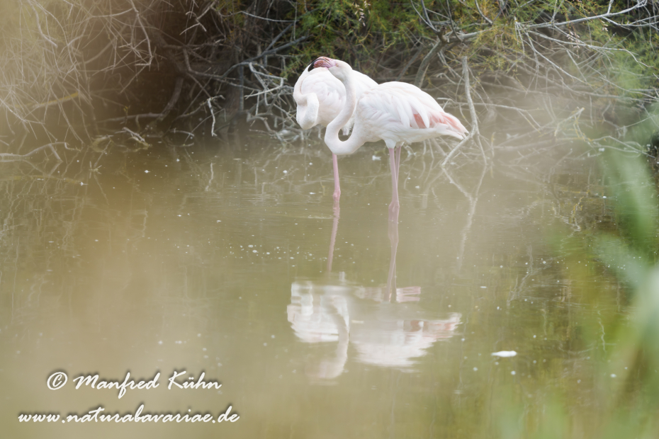 Flamingo (rosa)_0414