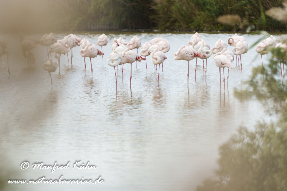 Flamingo (rosa)_0415