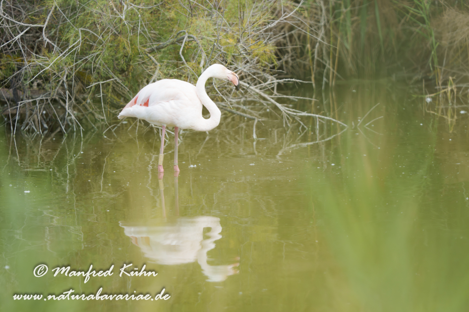 Flamingo (rosa)_0420