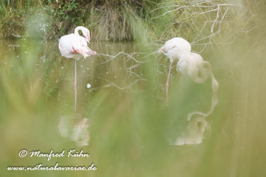 Flamingo (rosa)_0424
