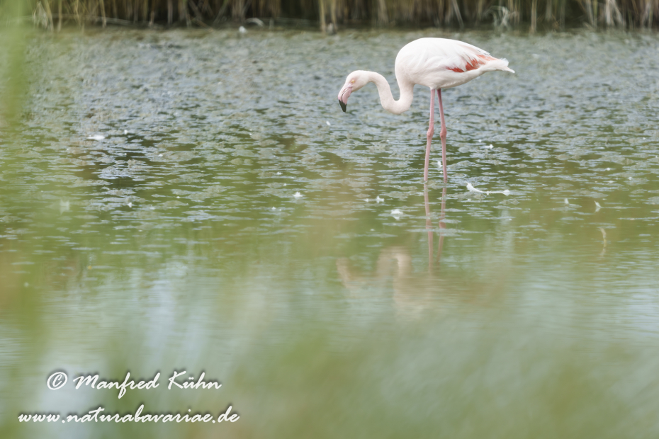 Flamingo (rosa)_0428