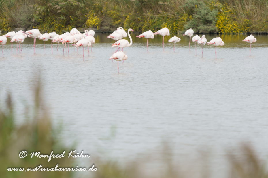 Flamingo (rosa)_0429