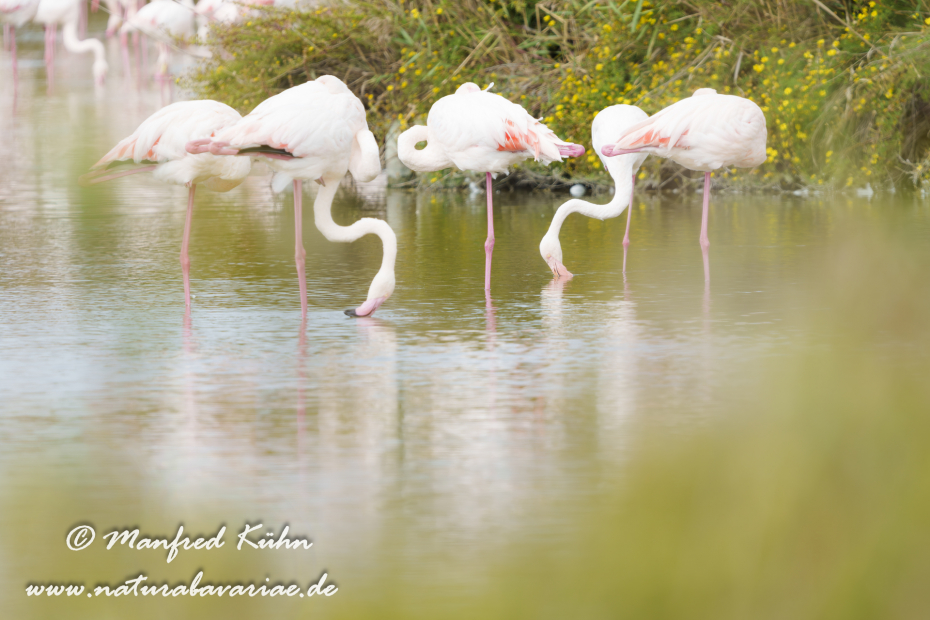 Flamingo (rosa)_0431