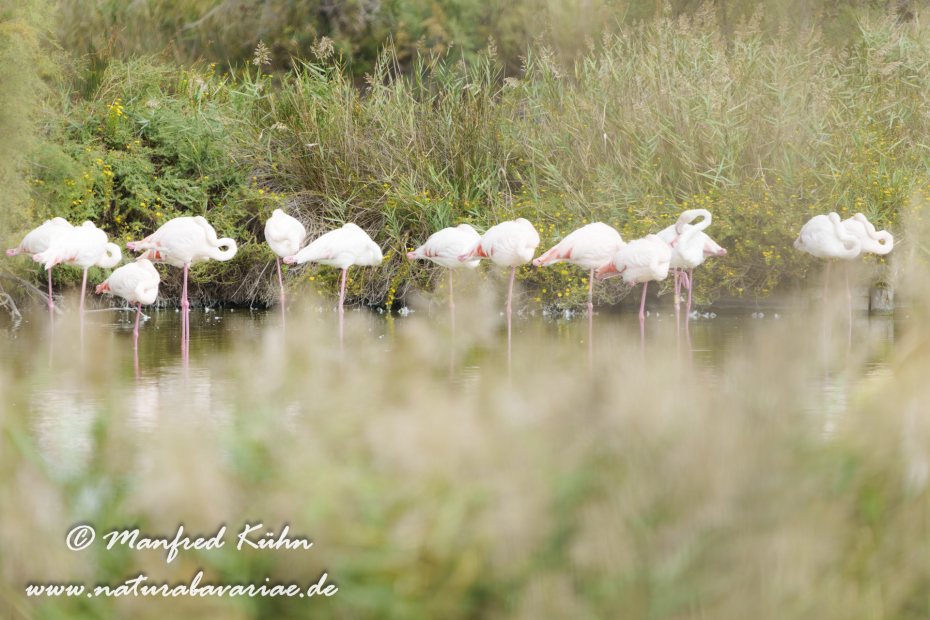 Flamingo (rosa)_0432