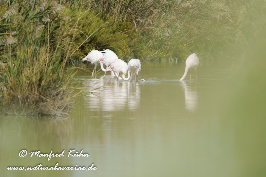 Flamingo (rosa)_0439