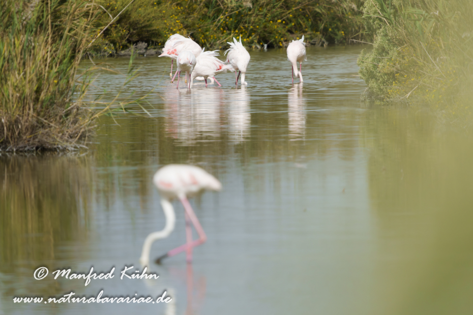 Flamingo (rosa)_0442