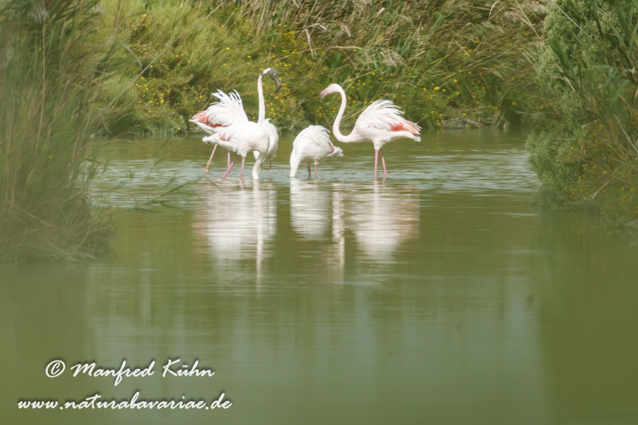 Flamingo (rosa)_0443