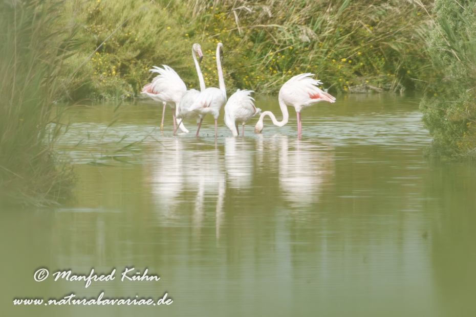 Flamingo (rosa)_0447