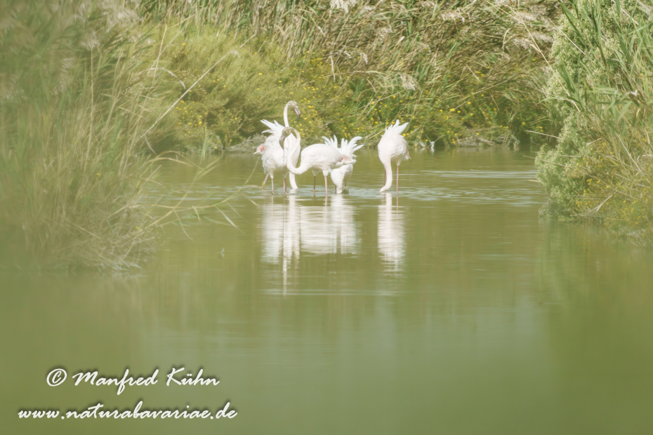 Flamingo (rosa)_0448