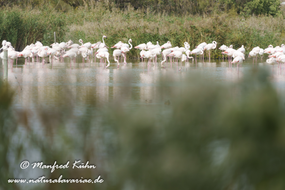 Flamingo (rosa)_0451