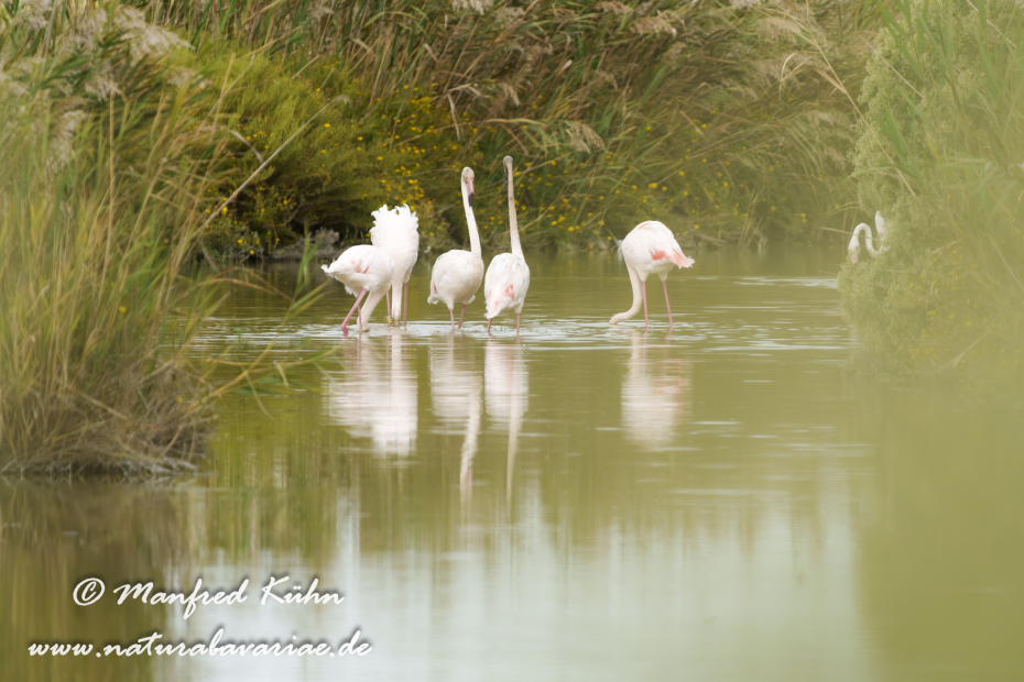 Flamingo (rosa)_0452