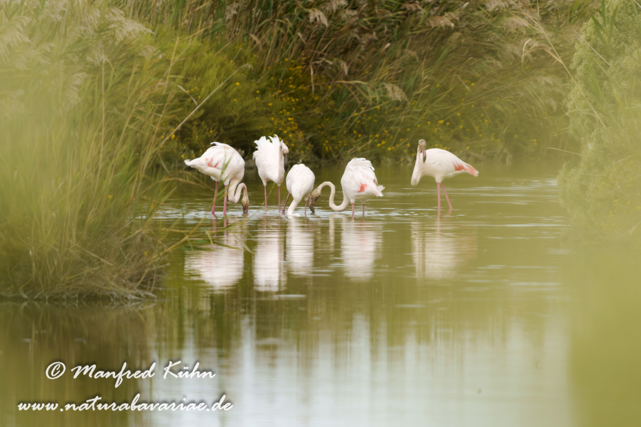 Flamingo (rosa)_0453