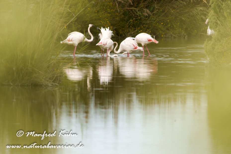 Flamingo (rosa)_0454