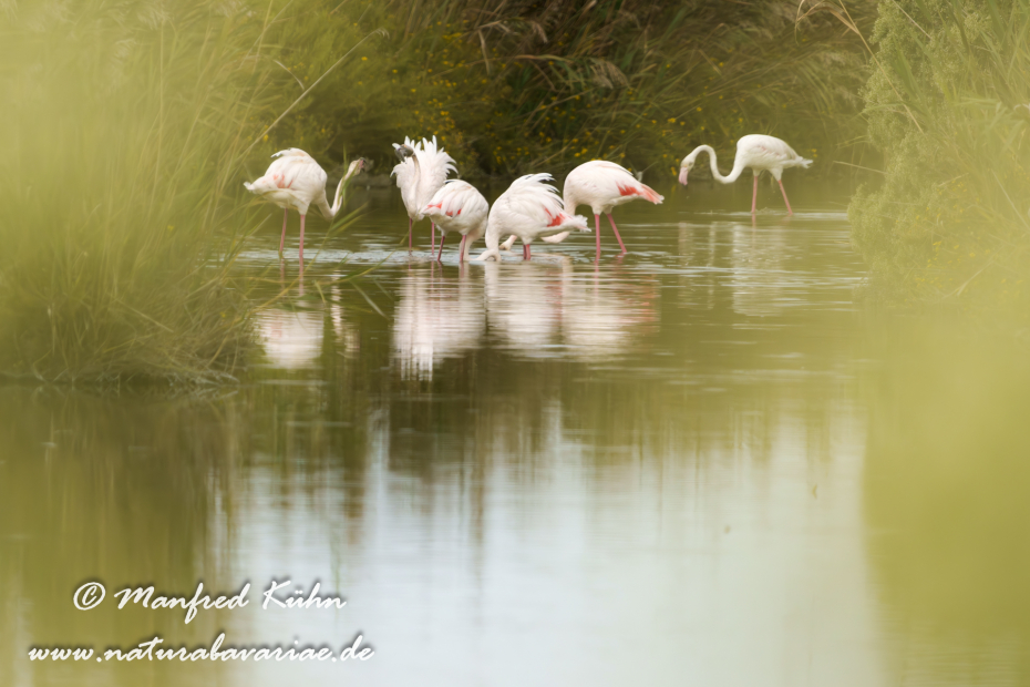 Flamingo (rosa)_0455