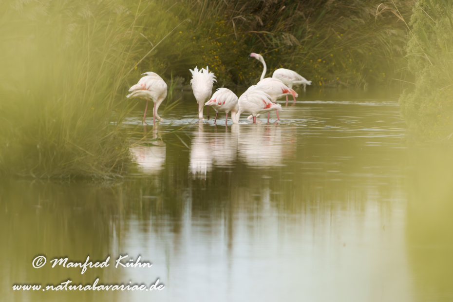 Flamingo (rosa)_0456
