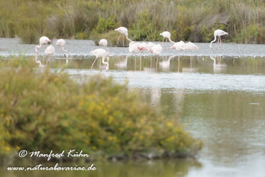 Flamingo (rosa)_0459