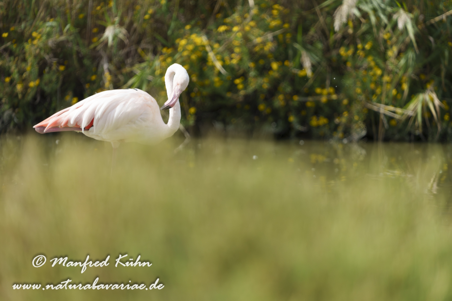 Flamingo (rosa)_0461