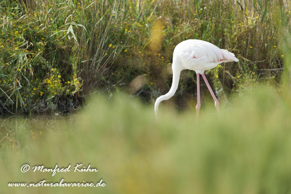 Flamingo (rosa)_0463
