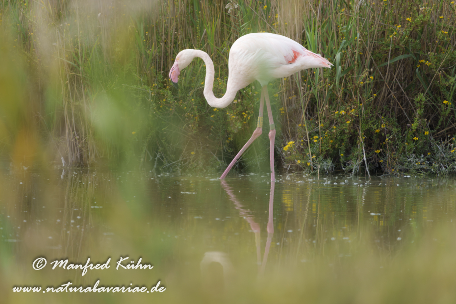 Flamingo (rosa)_0464