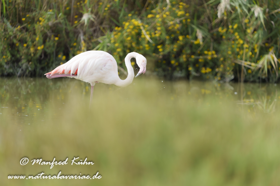 Flamingo (rosa)_0466