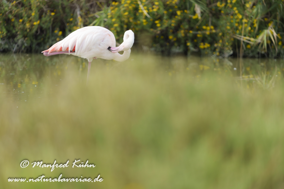 Flamingo (rosa)_0467