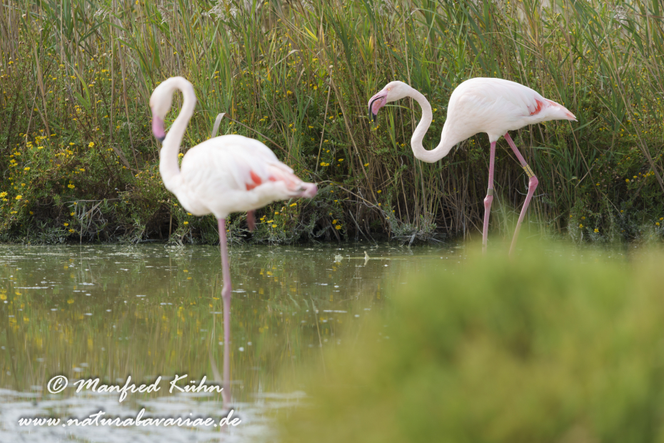 Flamingo (rosa)_0468