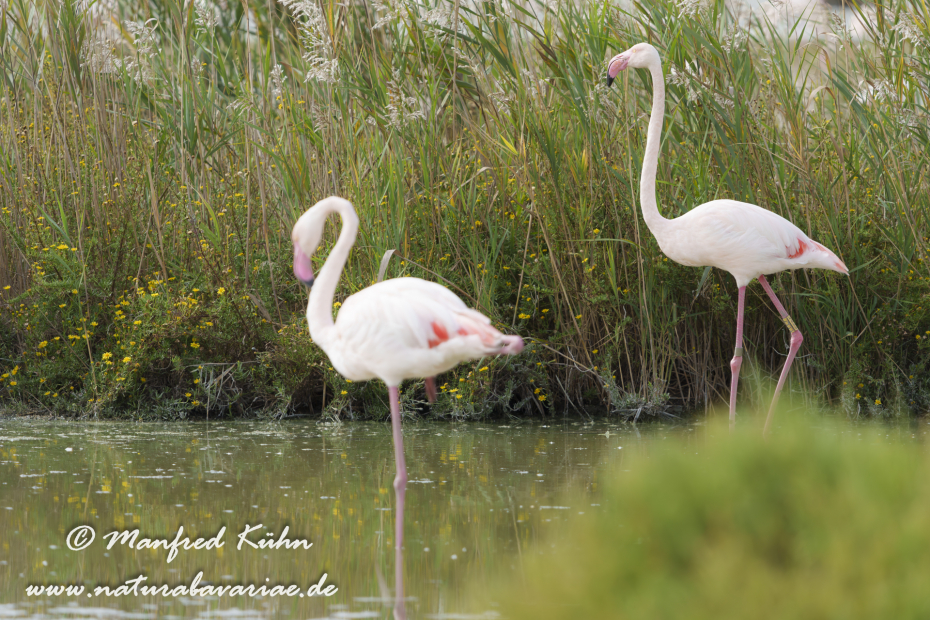 Flamingo (rosa)_0470