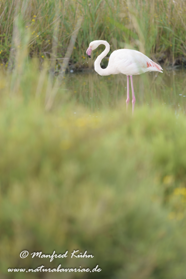 Flamingo (rosa)_0476