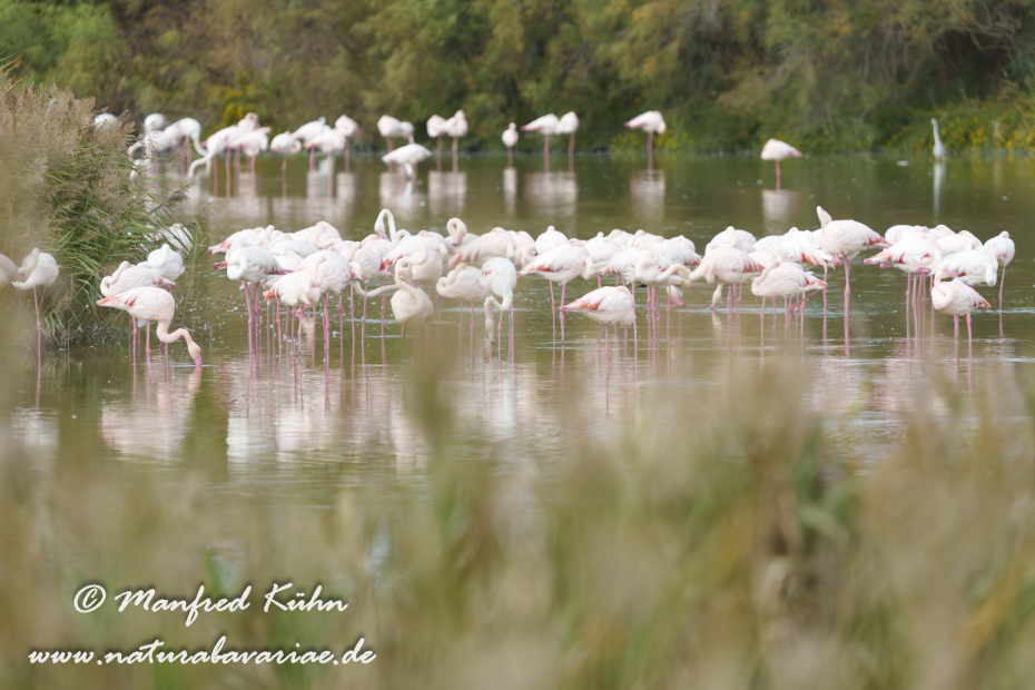 Flamingo (rosa)_0481