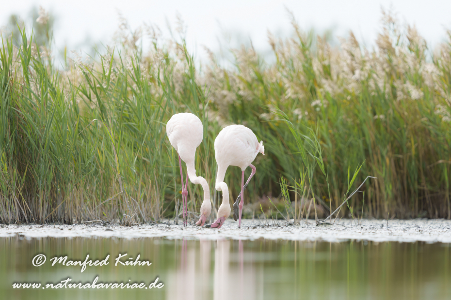 Flamingo (rosa)_0482