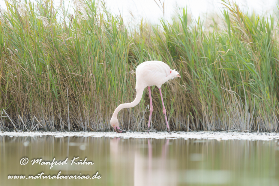 Flamingo (rosa)_0485