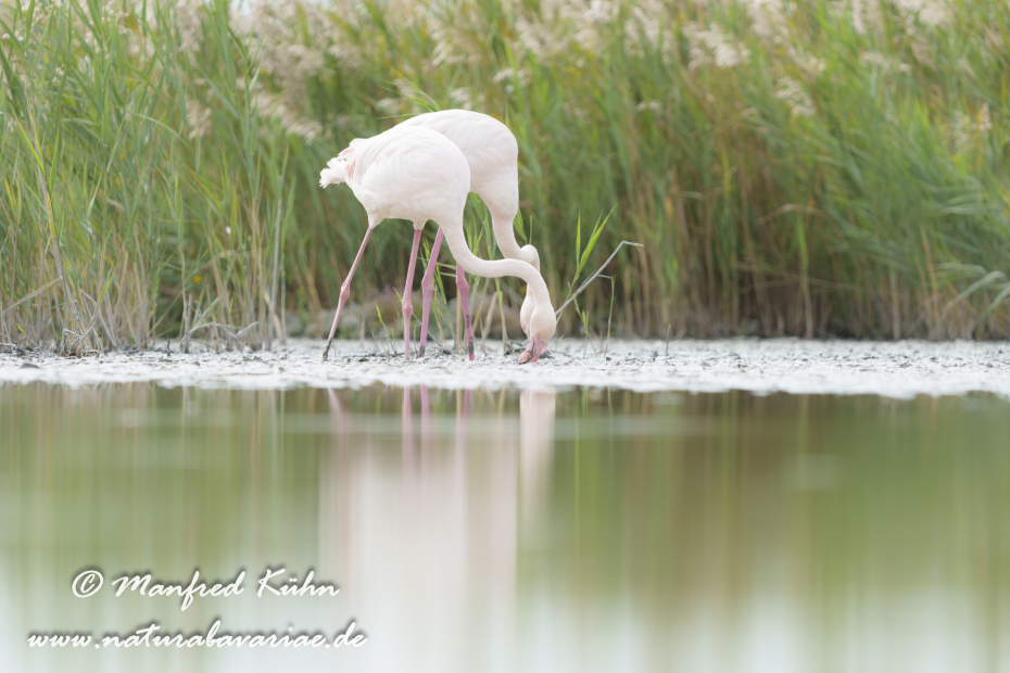 Flamingo (rosa)_0489