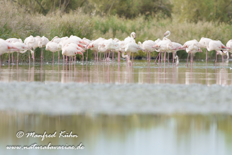 Flamingo (rosa)_0490