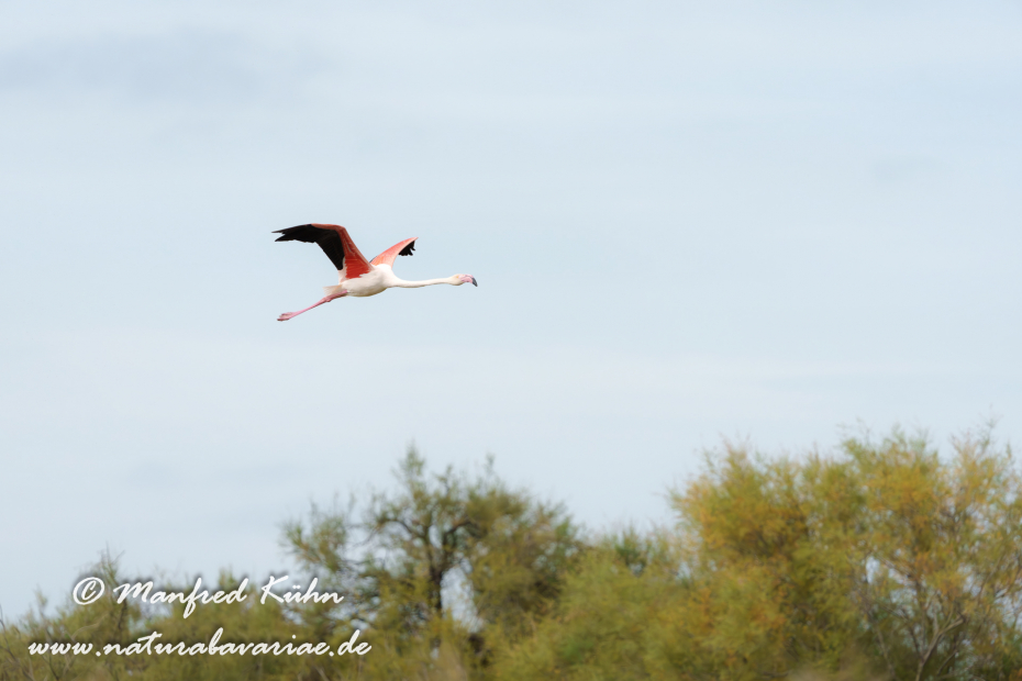 Flamingo (rosa)_0492