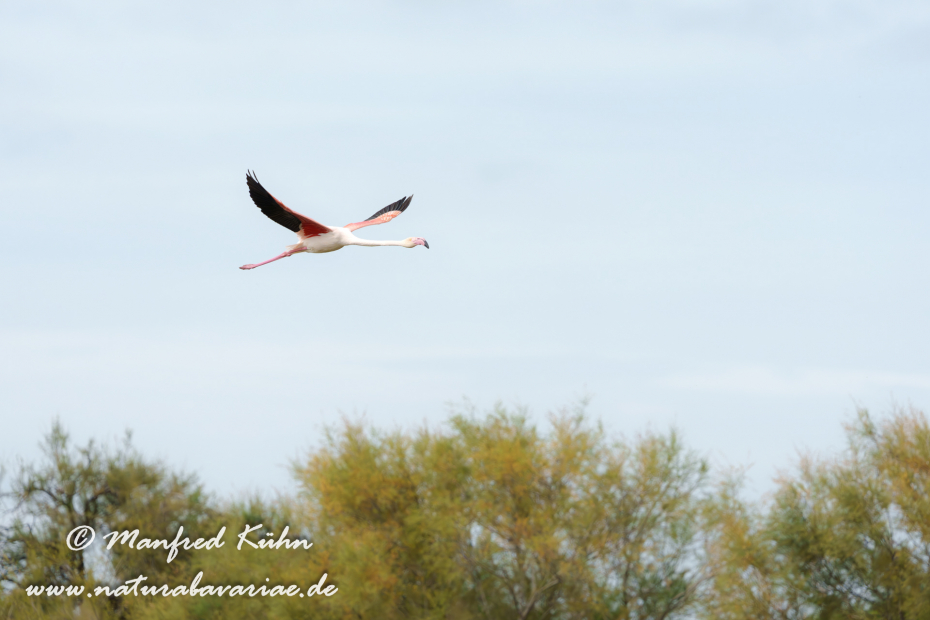 Flamingo (rosa)_0495