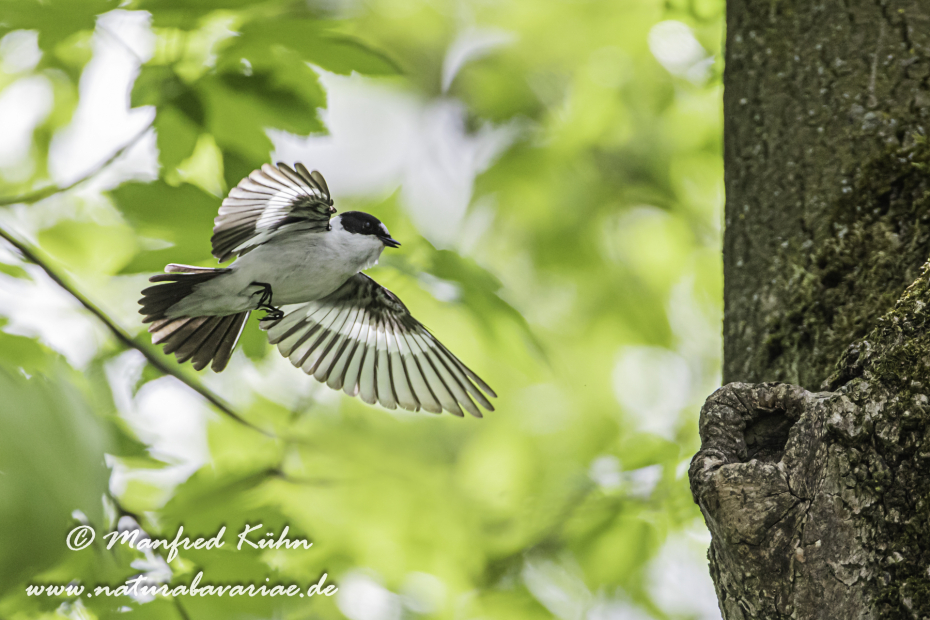 Fliegenschnäpper (Halsband-)_0005