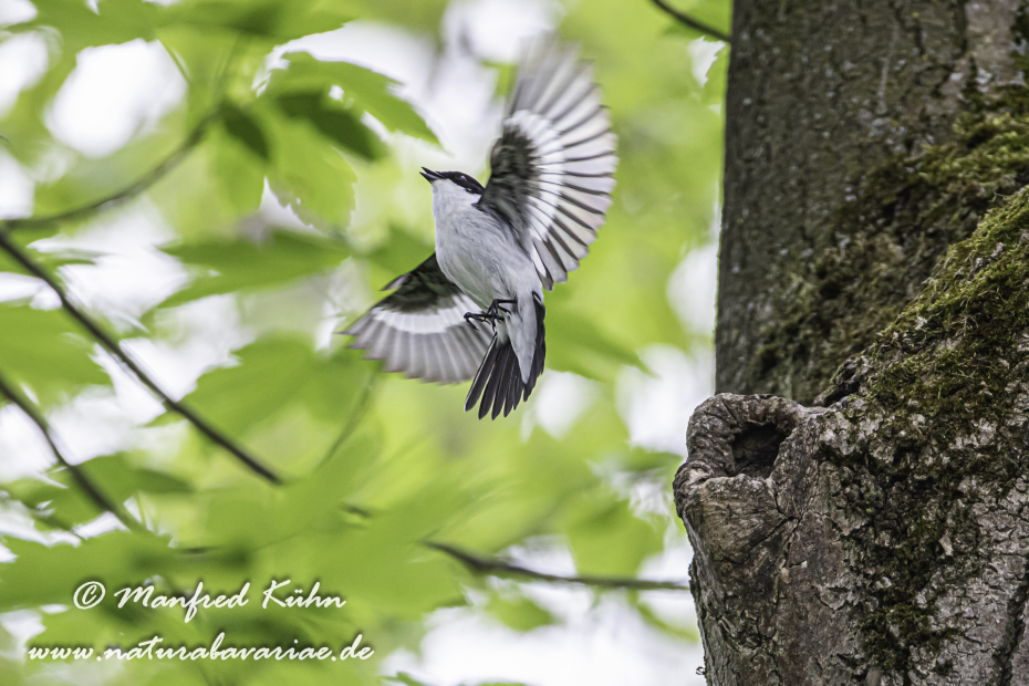 Fliegenschnäpper (Halsband-)_0006