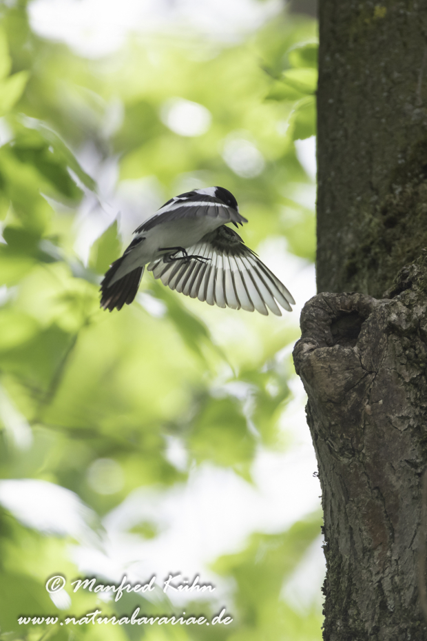 Fliegenschnäpper (Halsband-)_0008