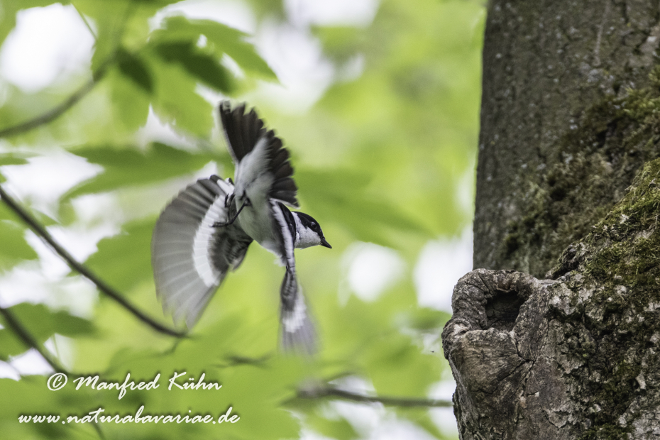 Fliegenschnäpper (Halsband-)_0011
