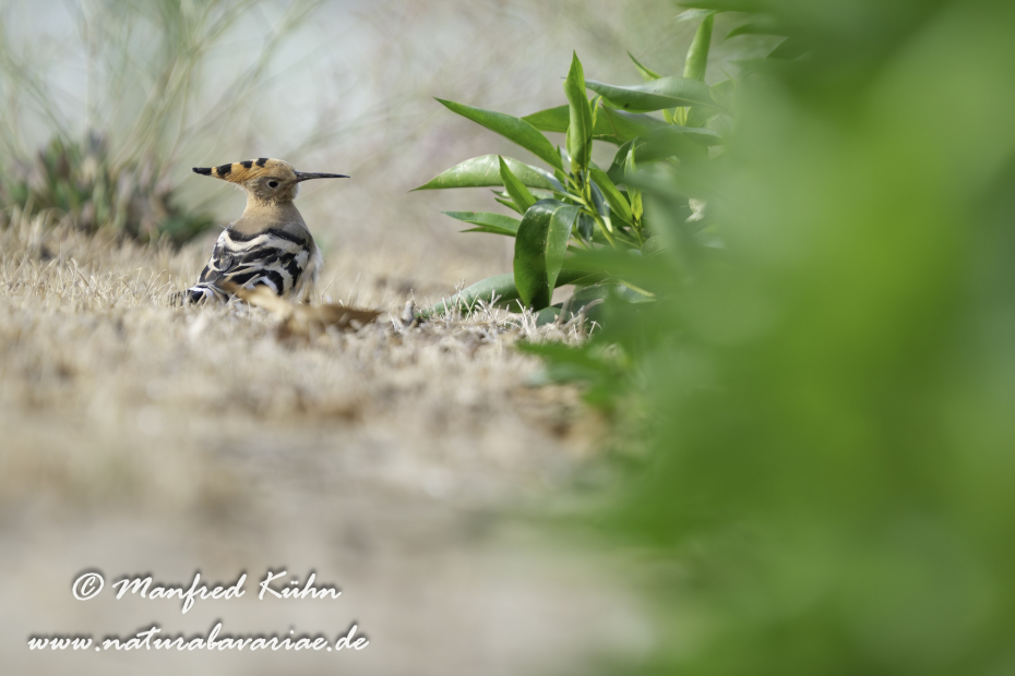 Wiedehopf ()_0010