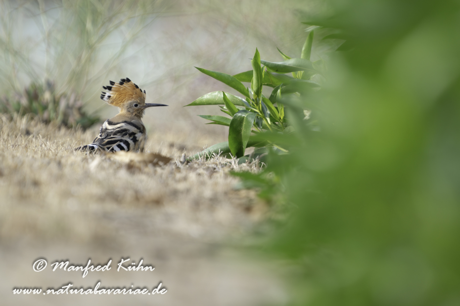 Wiedehopf ()_0013