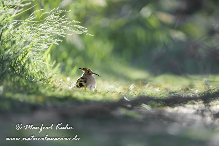 Wiedehopf ()_0038