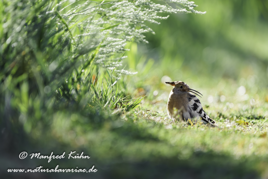 Wiedehopf ()_0054