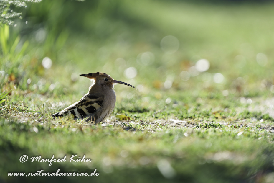 Wiedehopf ()_0057