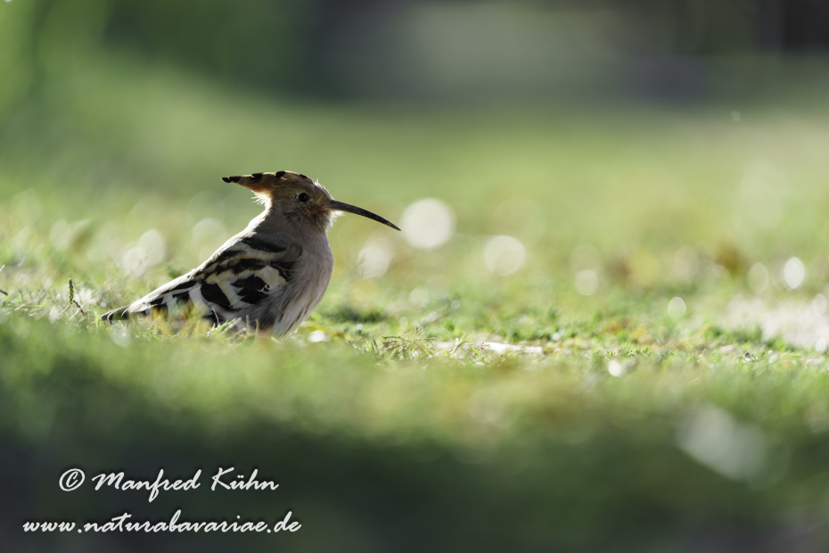 Wiedehopf ()_0064