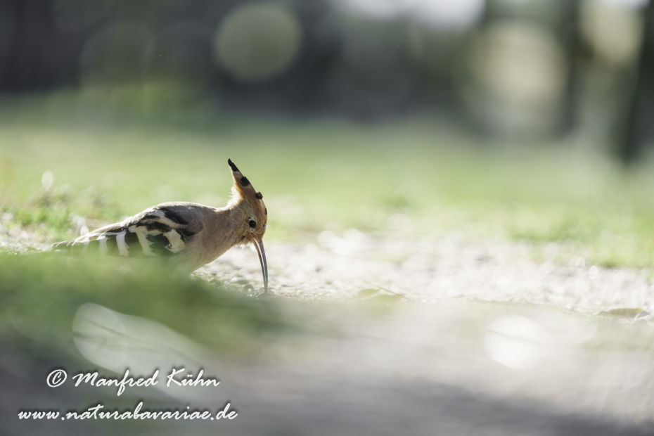 Wiedehopf ()_0082