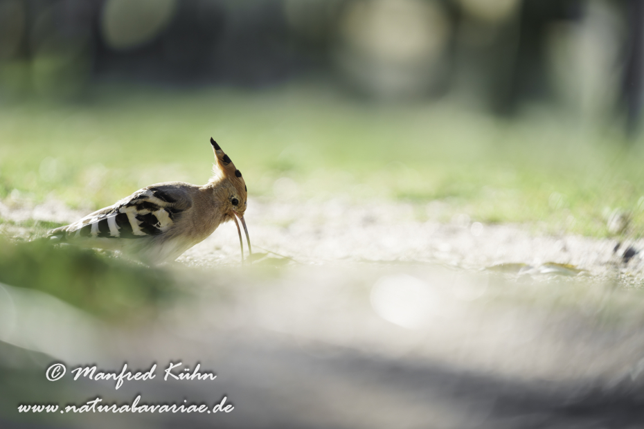 Wiedehopf ()_0097