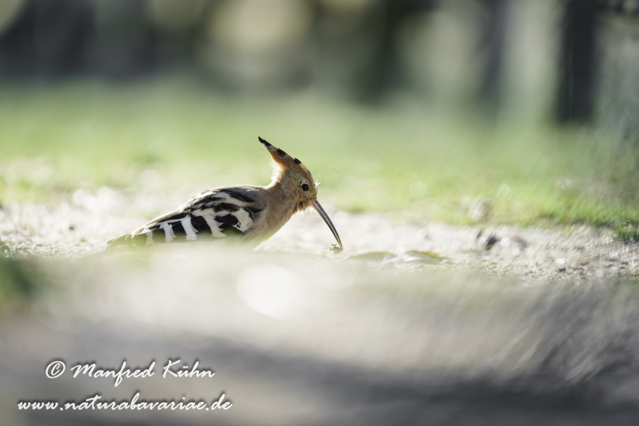 Wiedehopf ()_0114