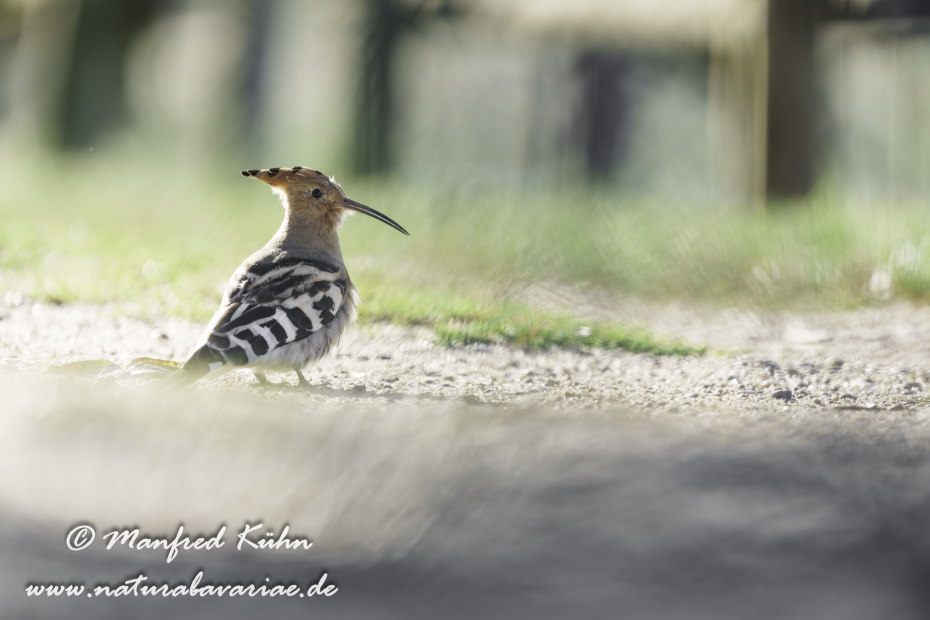 Wiedehopf ()_0127