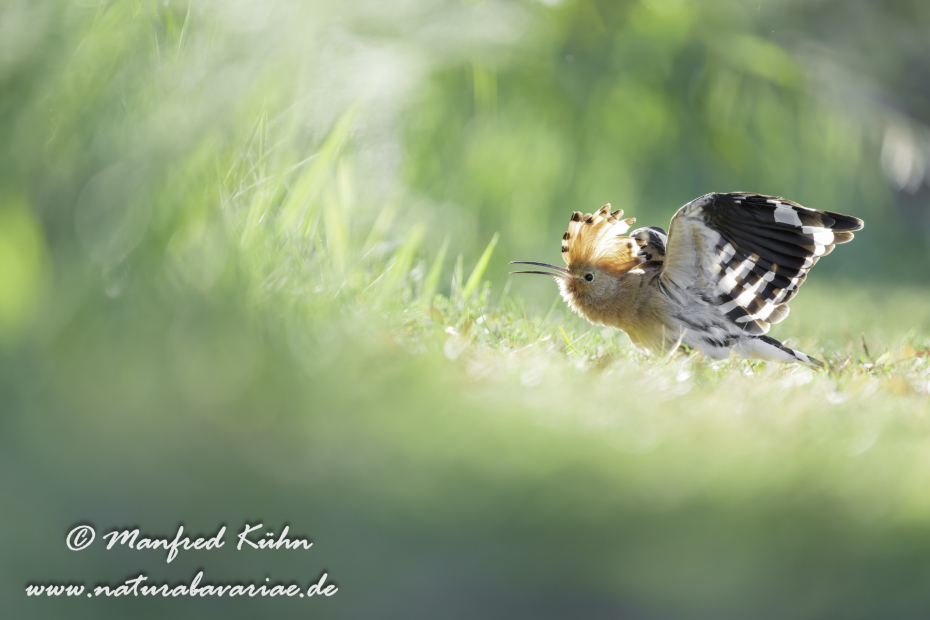 Wiedehopf ()_0136